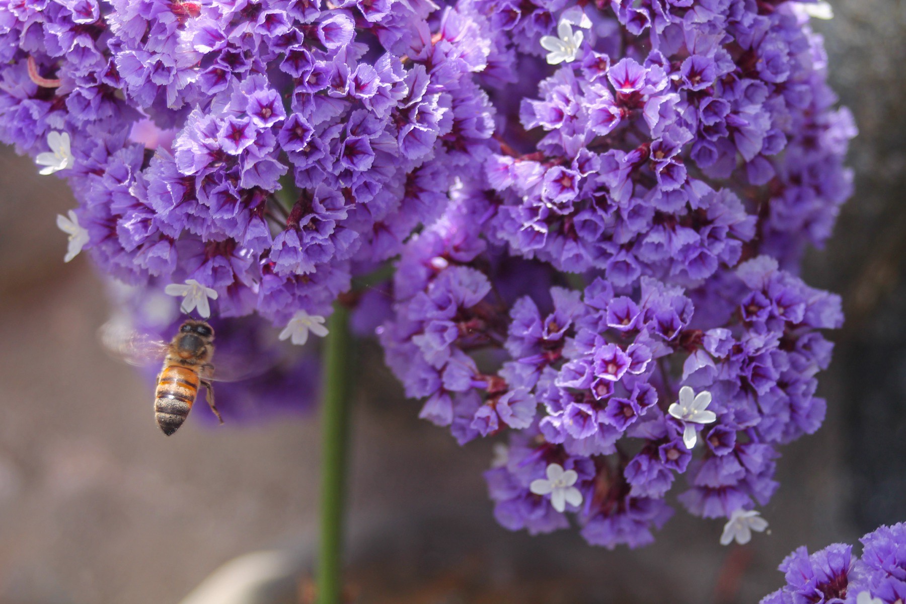 A honeybee hovering in mid-air beside purple statice blossoms