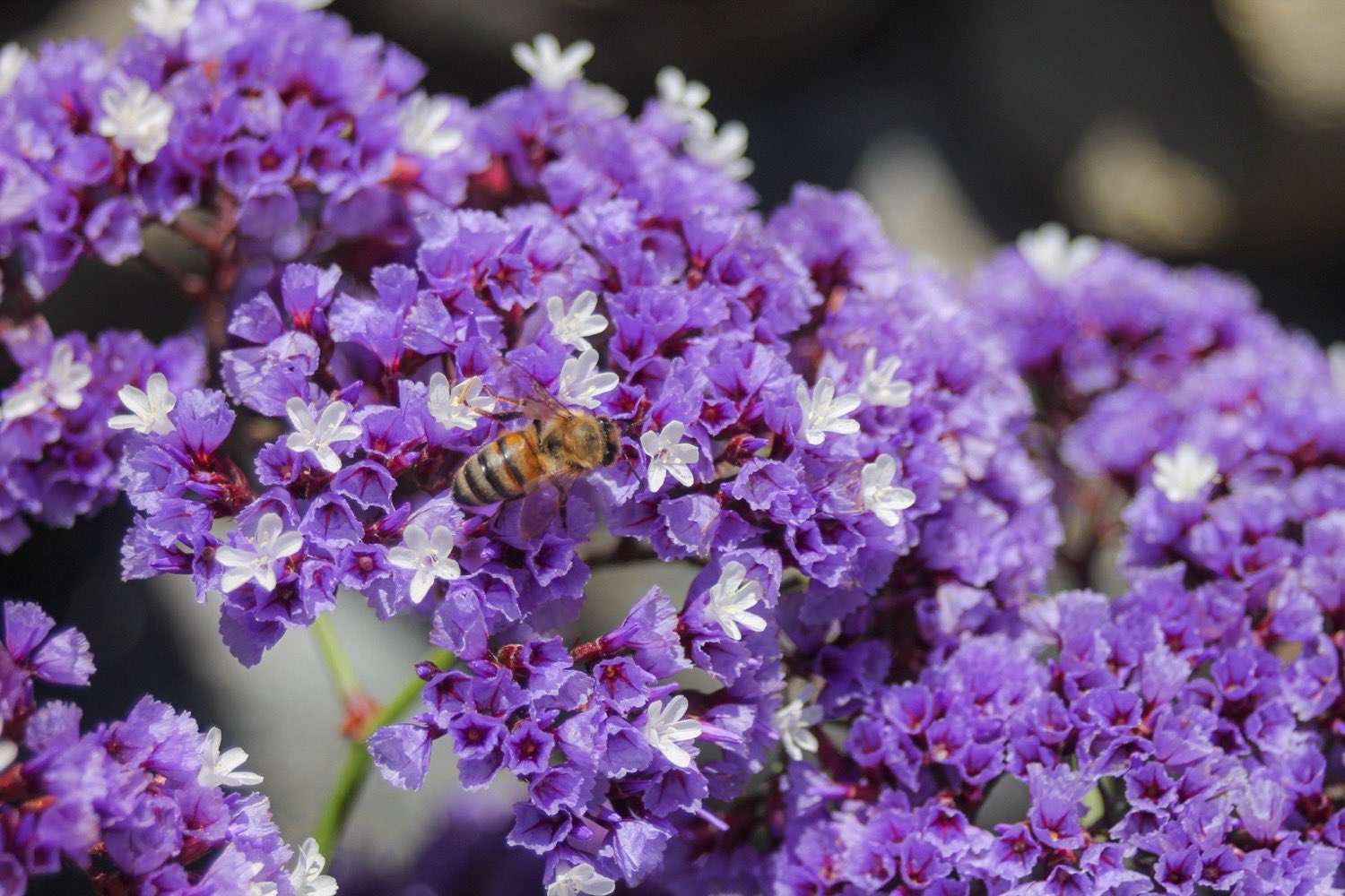 A honeybee working among purple statice and small white flowers