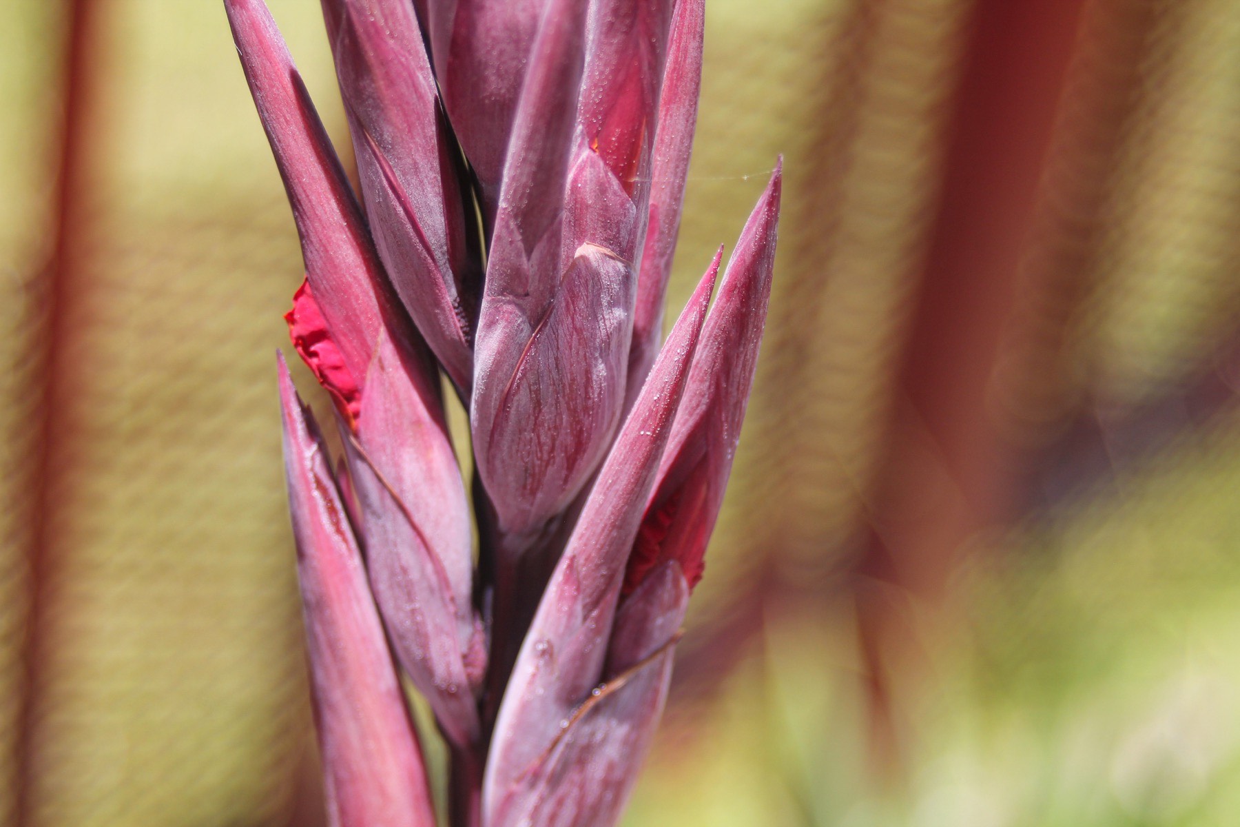 A dusky pink bromeliad bud with red flowers just beginning to push through