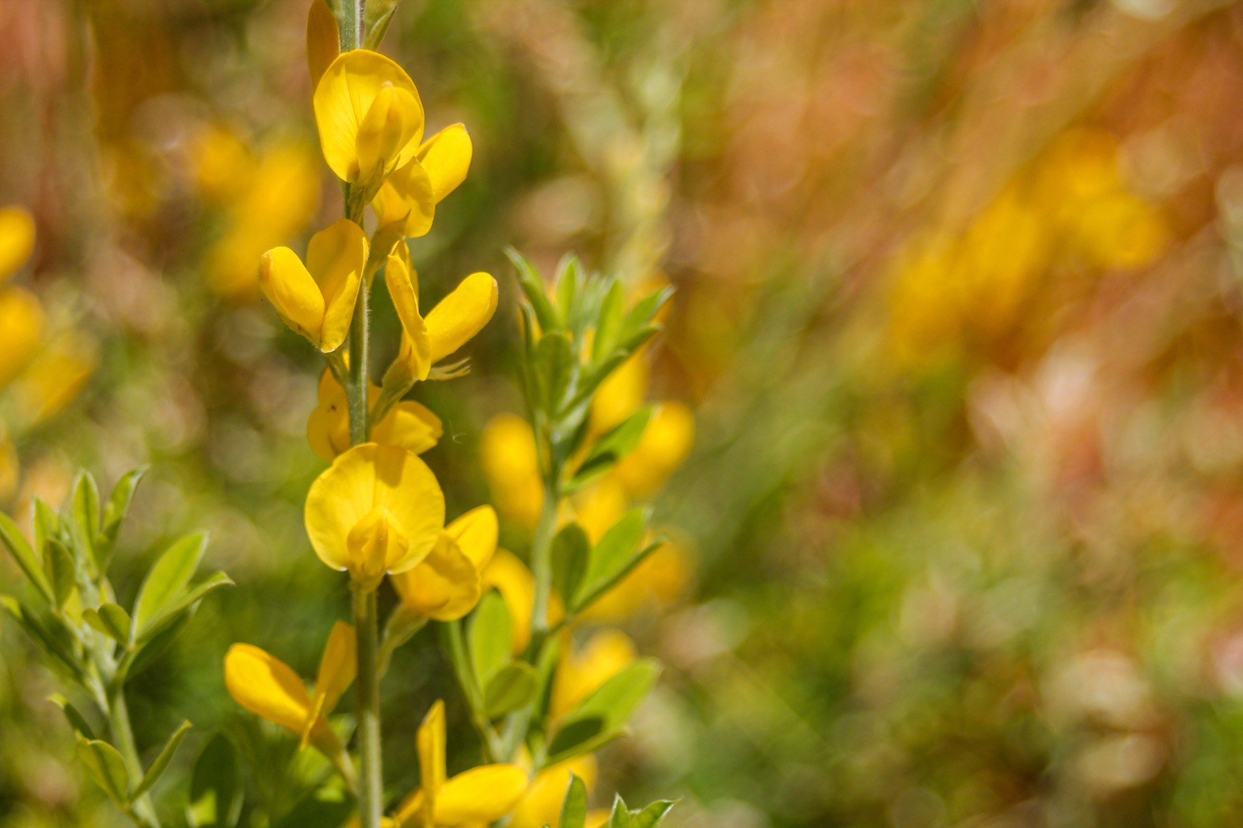 Bright yellow broom flowers on a green stem against a warm blurred field