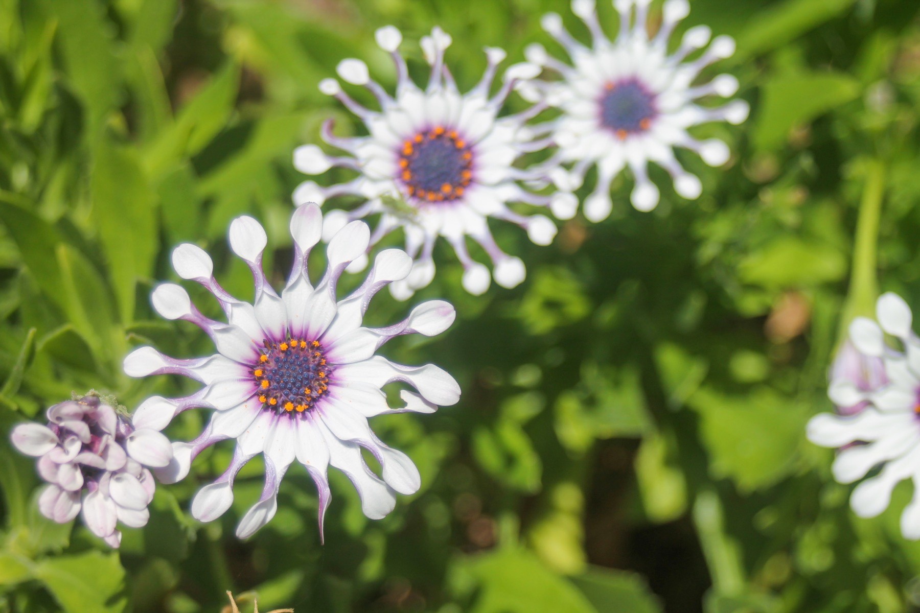 White spoon-petal osteospermum daisies with violet centers against green foliage