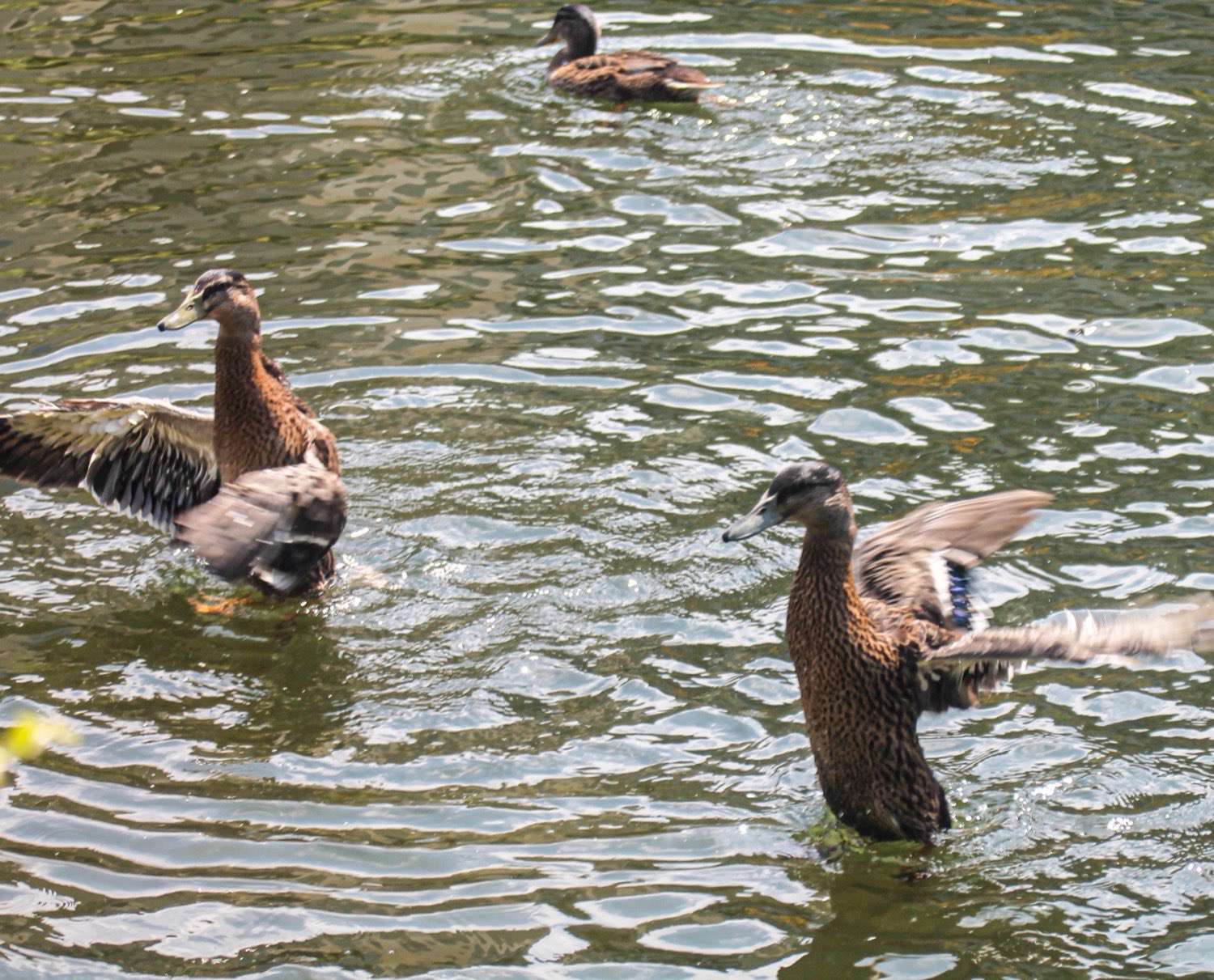 Three mallard ducks stretching their wings on rippling sunlit water