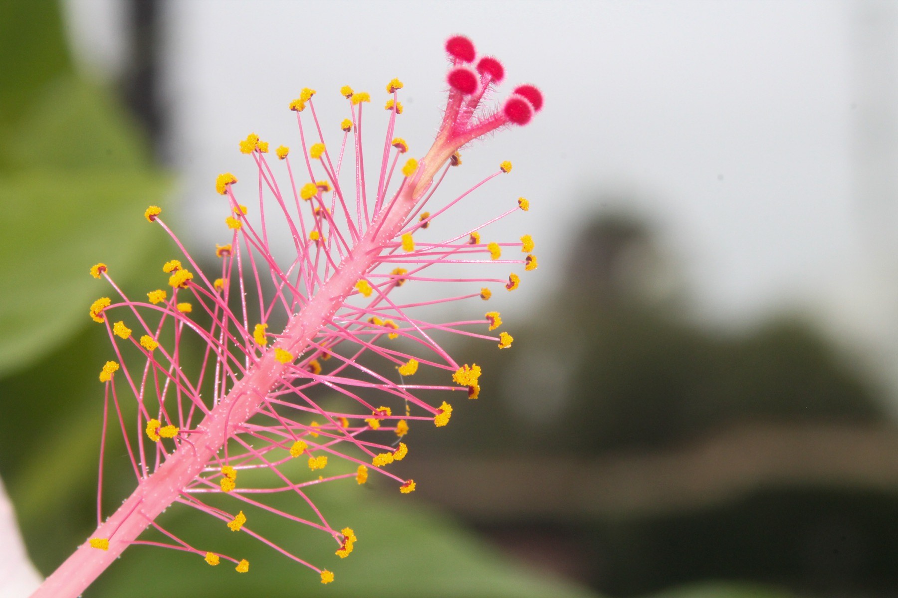 Extreme macro of a pink hibiscus stamen column with yellow pollen and red stigmas