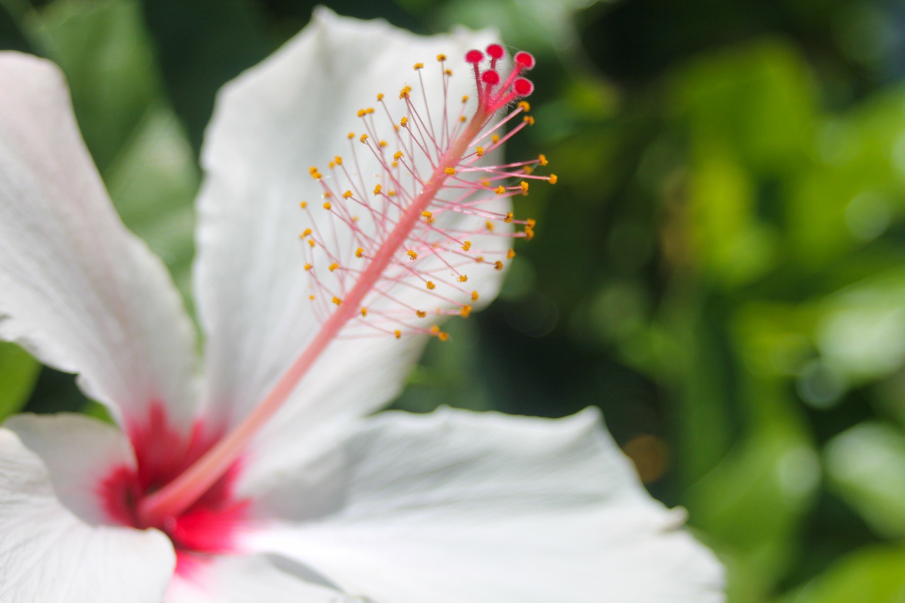 A white hibiscus in sunlight with a long pink stamen column and crimson stigmas