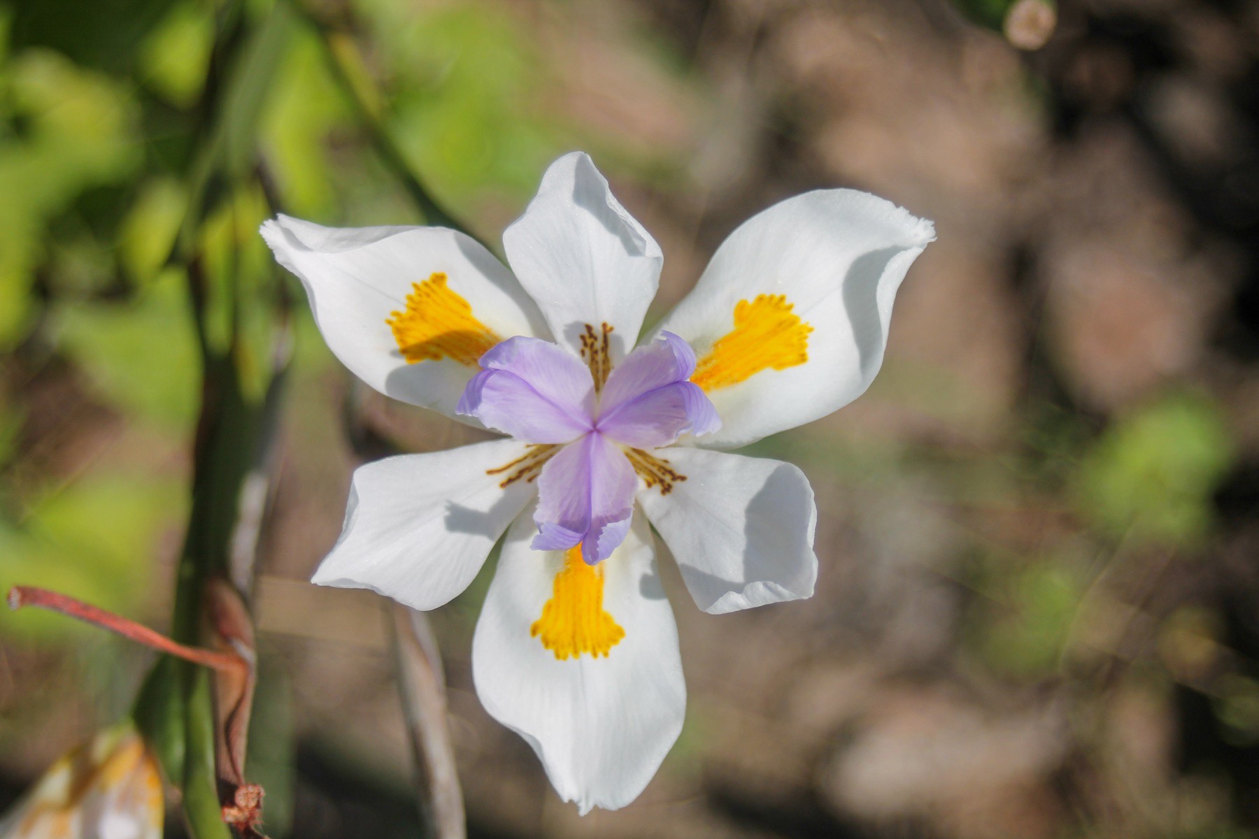 A white and lavender fortnight lily with yellow markings, backlit by sun