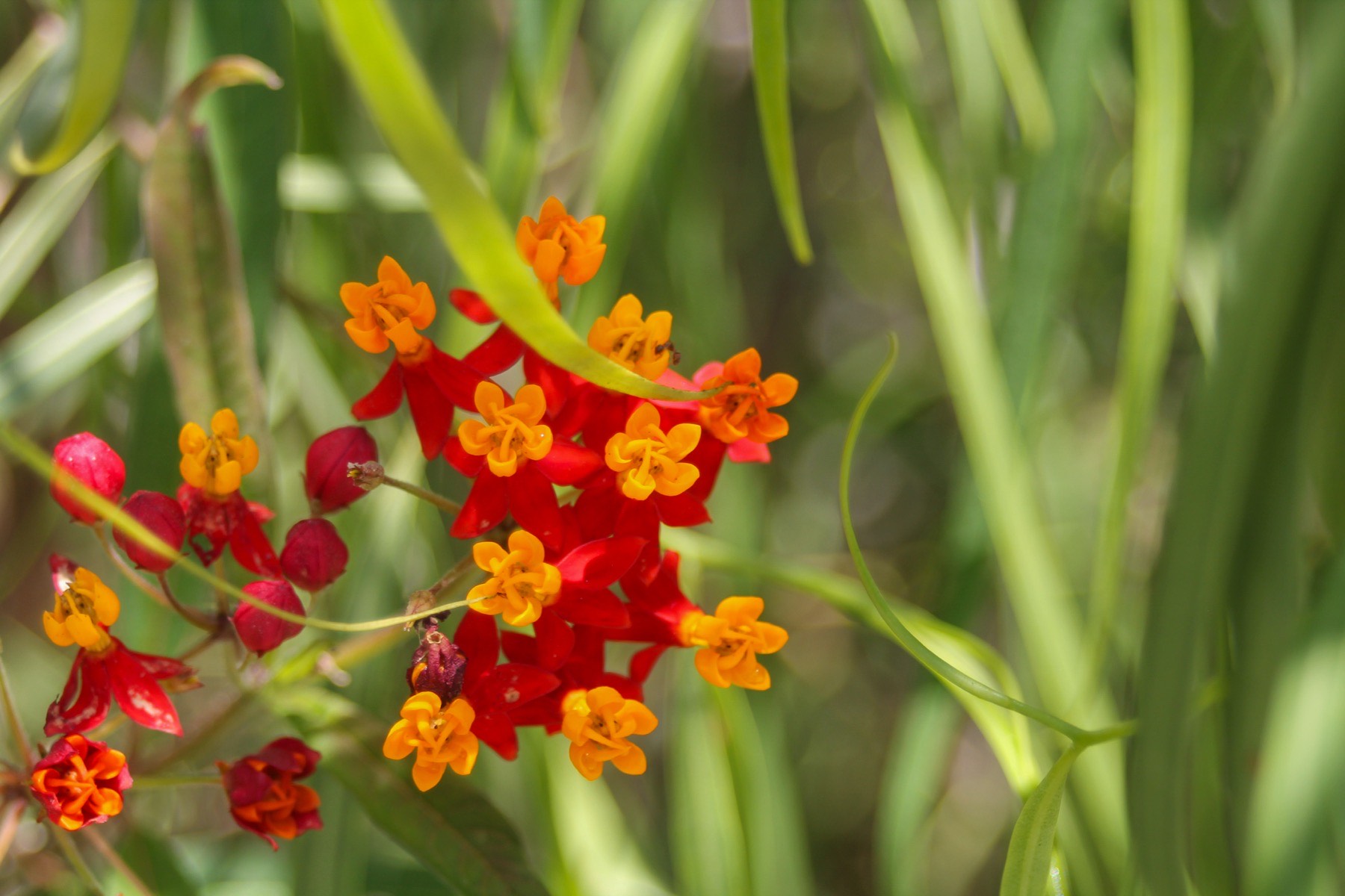 Red and orange milkweed flowers among tall green grass