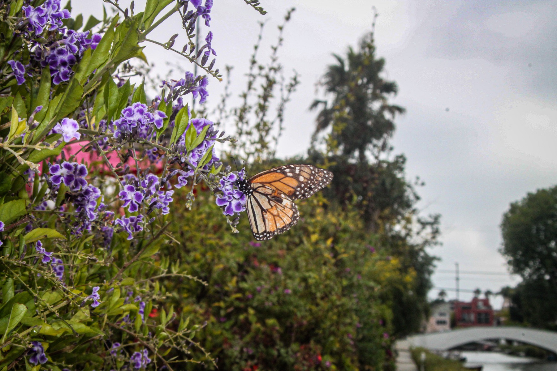 A monarch butterfly resting on purple duranta blossoms beside the Venice canals
