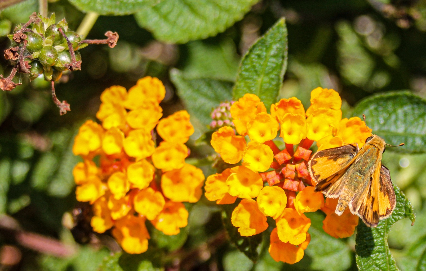 A small orange skipper butterfly on a cluster of yellow and orange lantana
